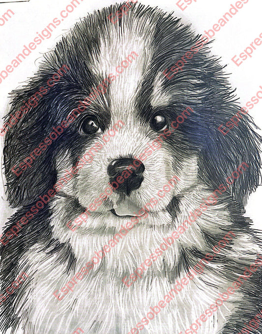 Bernese Mountain Dog Puppy