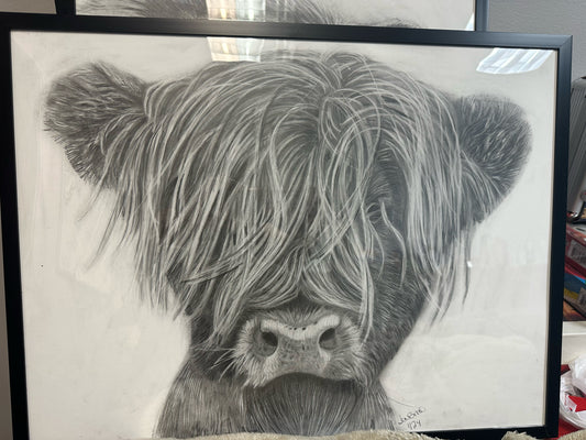 Highland Cow