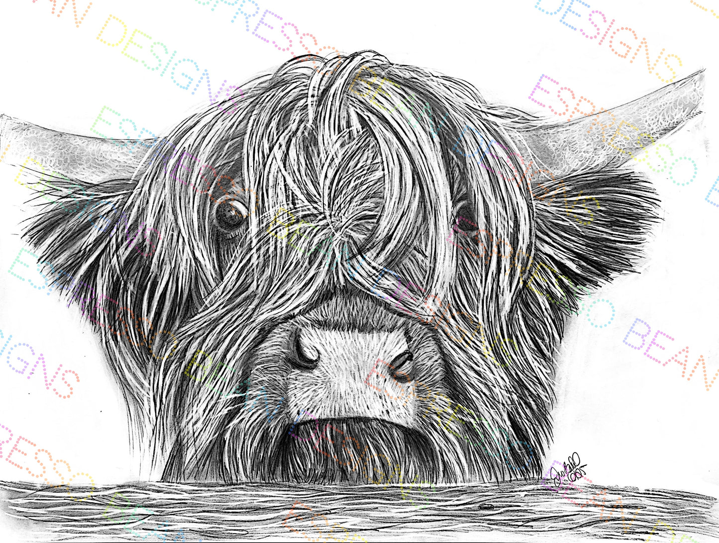 Highland Cow